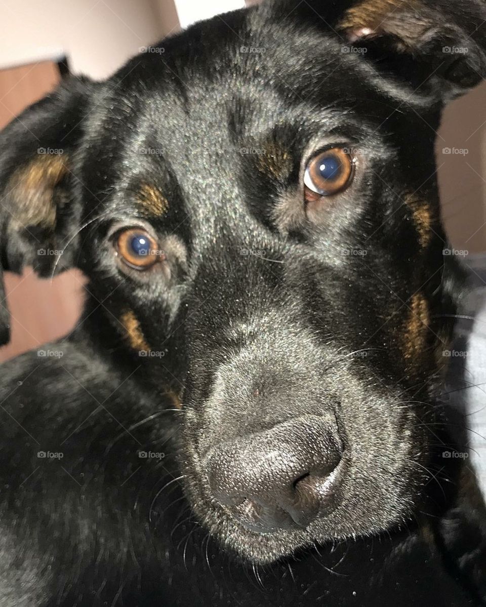 Brown eyed black lab puppy