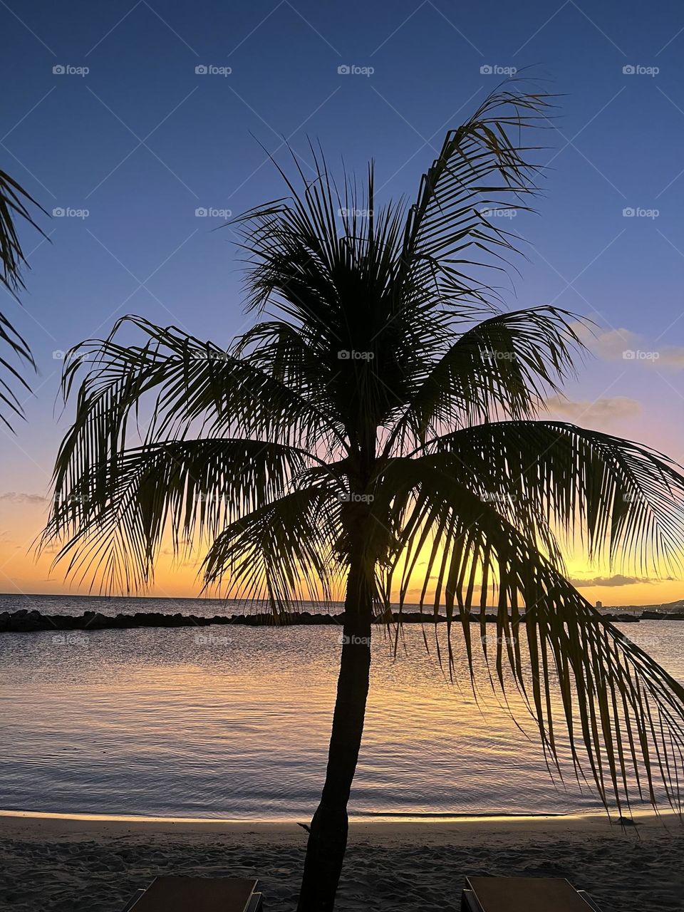 Palmtree by sunset 