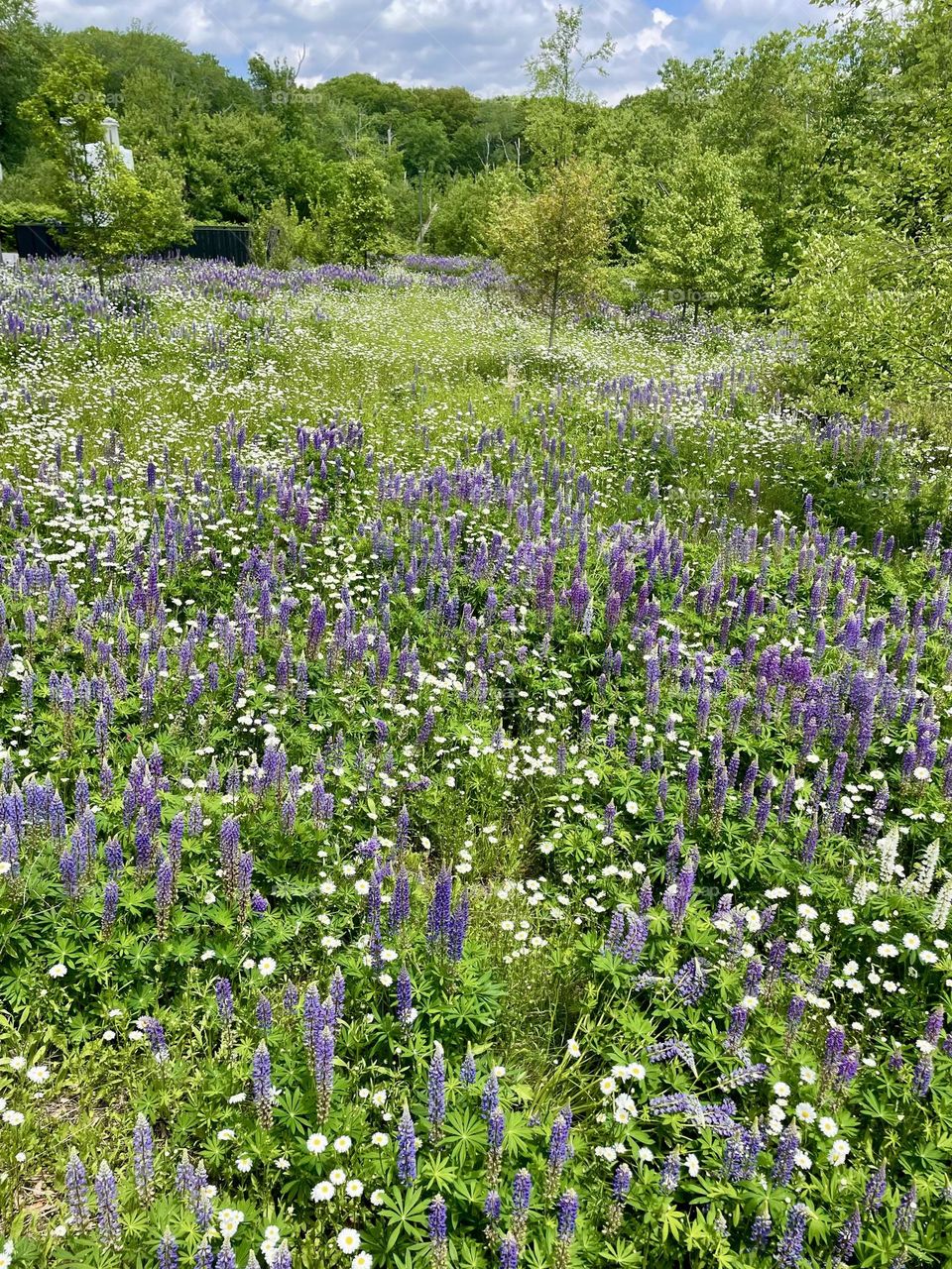 A vibrant field of large leaf lupine and daisies, buzzing with life. This pollinator haven draws bees, butterflies, and hummingbirds, making it an ideal spot for nature lovers and wildlife alike.
