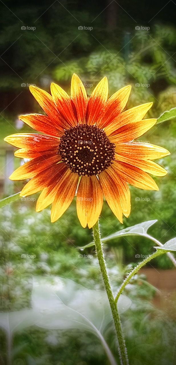 Sunflower Colors
