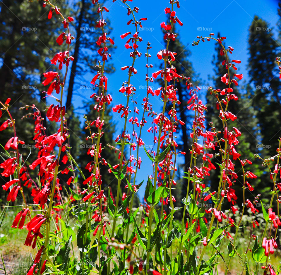 Wildflowers Red
