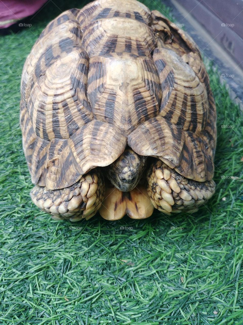 turtles 🐢 🐢 🐢