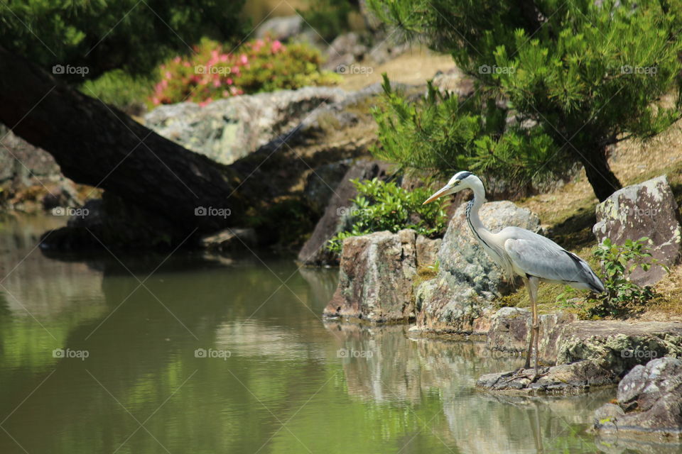 japanese heron