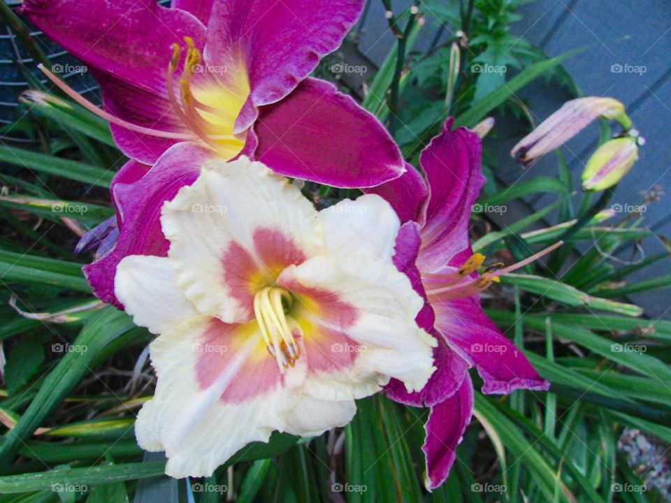 Two purple/red and yellow lilies and one white and pink lily 