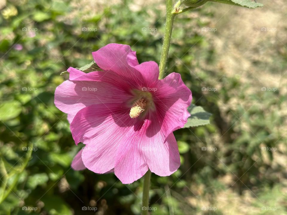 Pink flower 