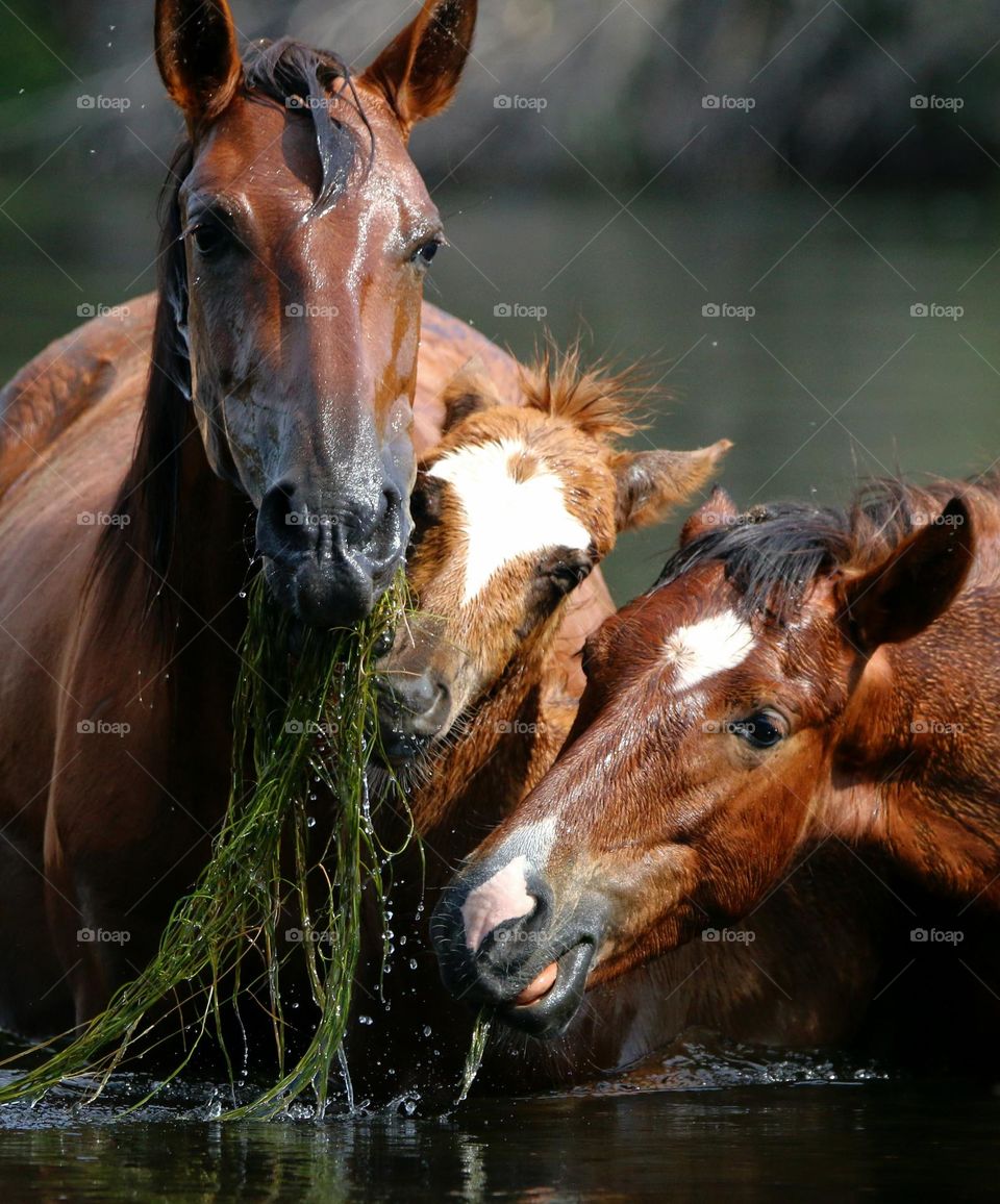 Wild Horse with Grass for Offspring