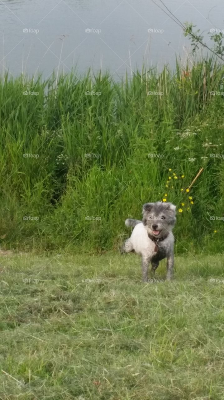 Grass, Field, Hayfield, Mammal, Nature
