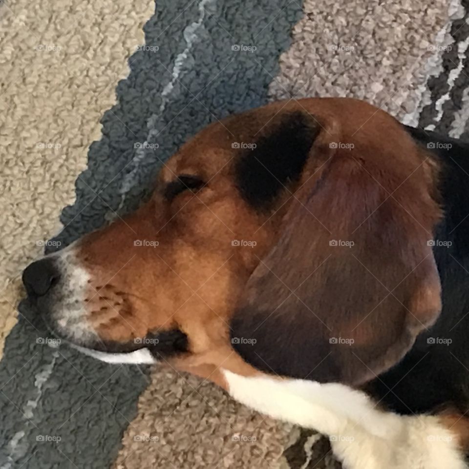 Beagle Basset Hound mix dog sleeping