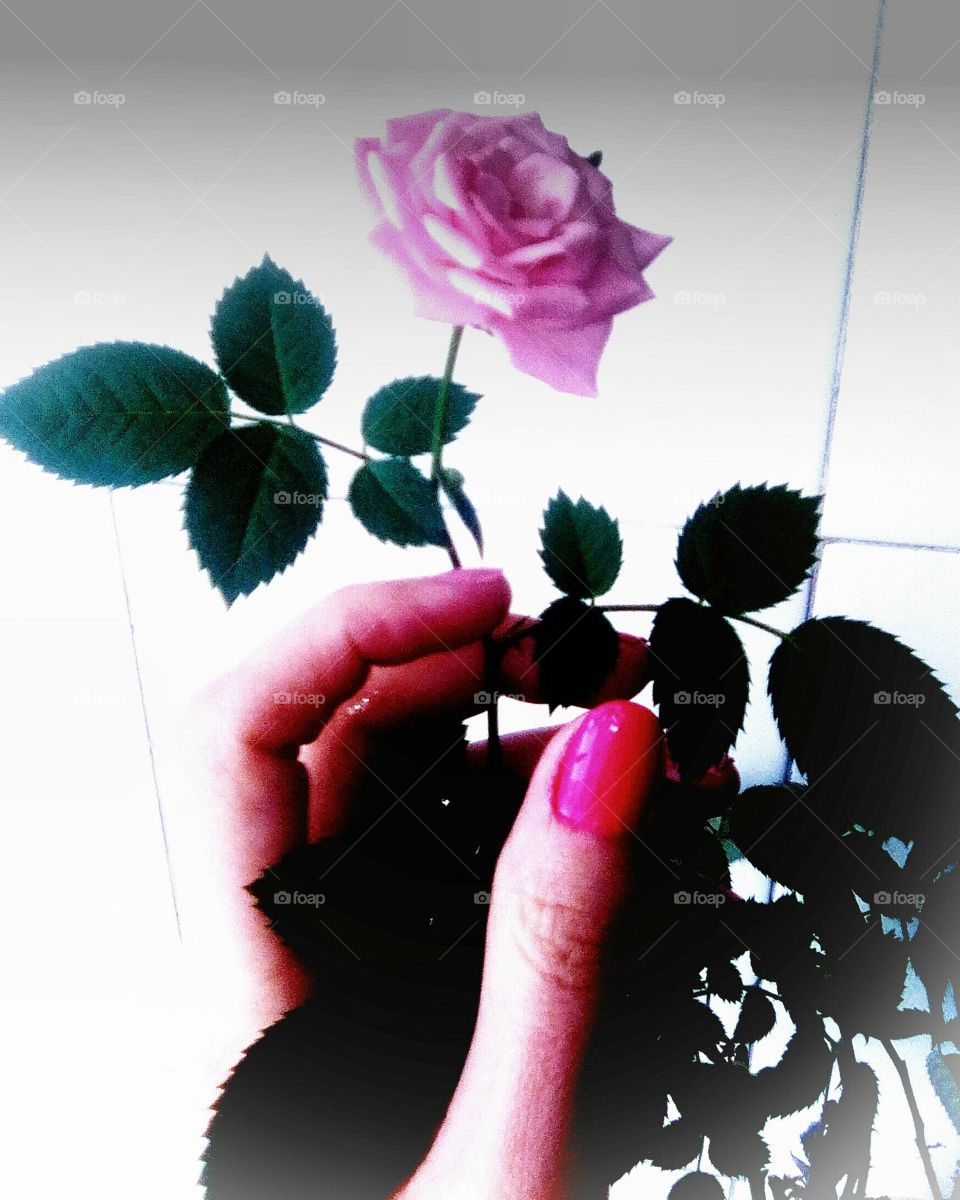 róża,różowy kolor