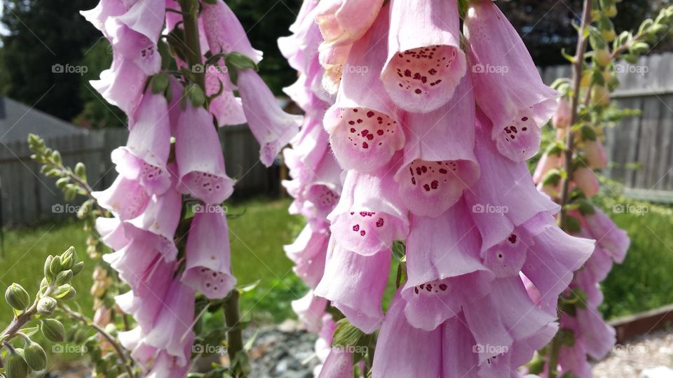 foxglove