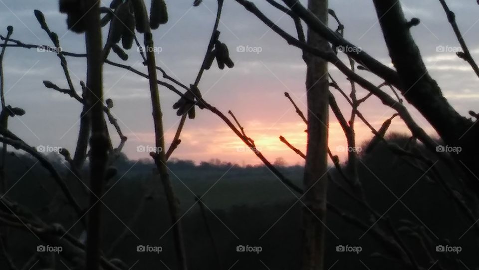 Twilight And Branches