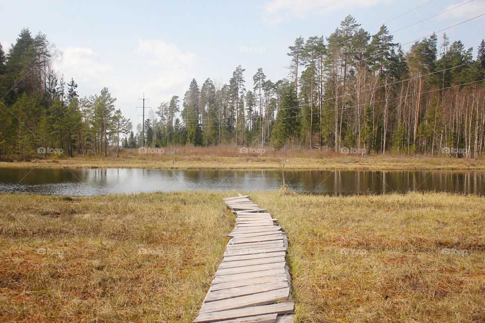 Steps around a marsh in an eastern Europe forest