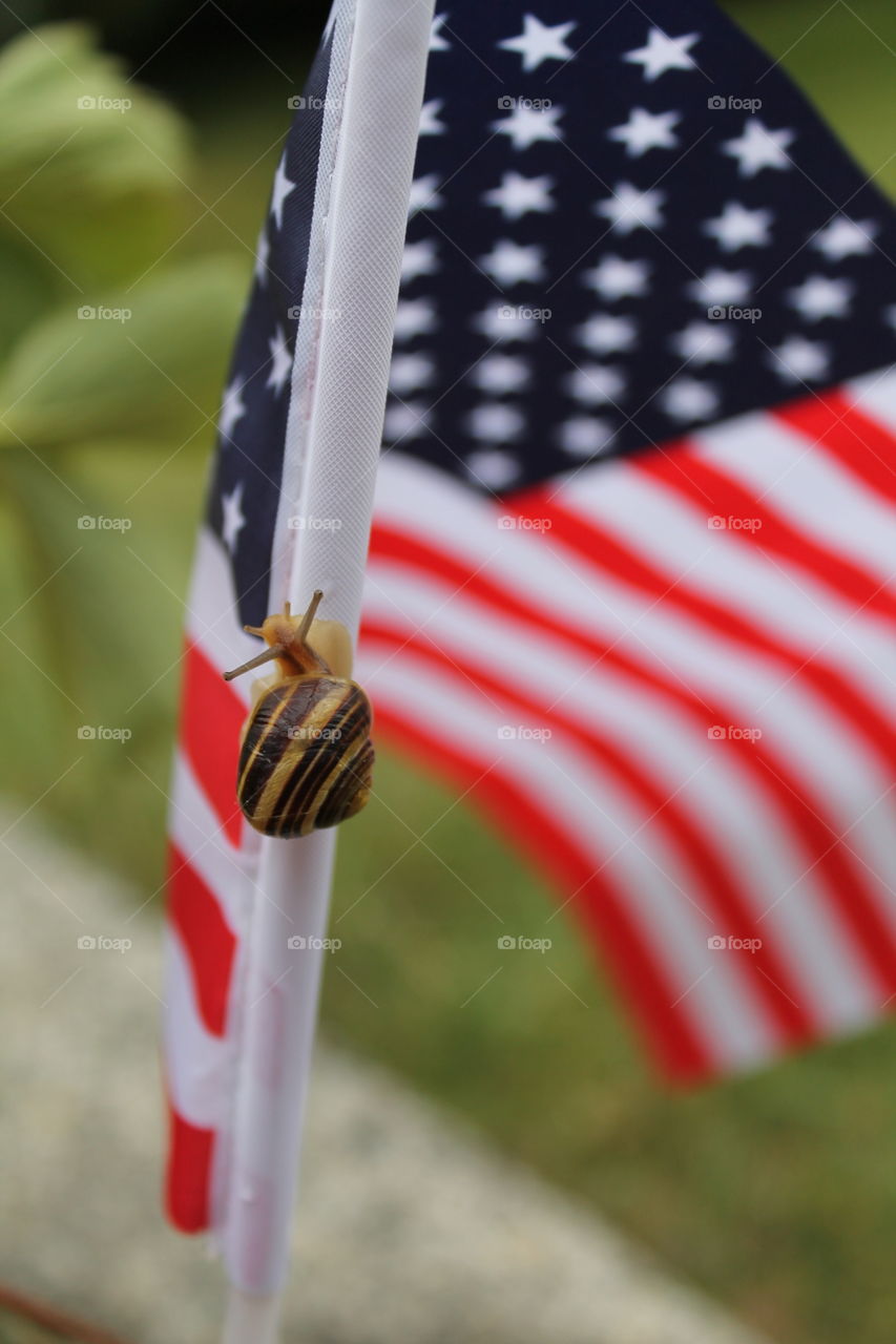 snail on flag