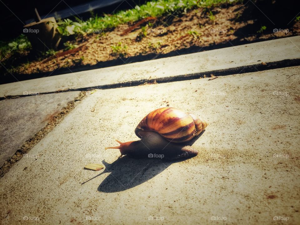 Snail