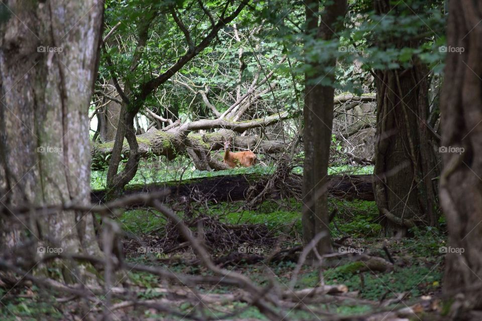 Roe Deer through the trees
