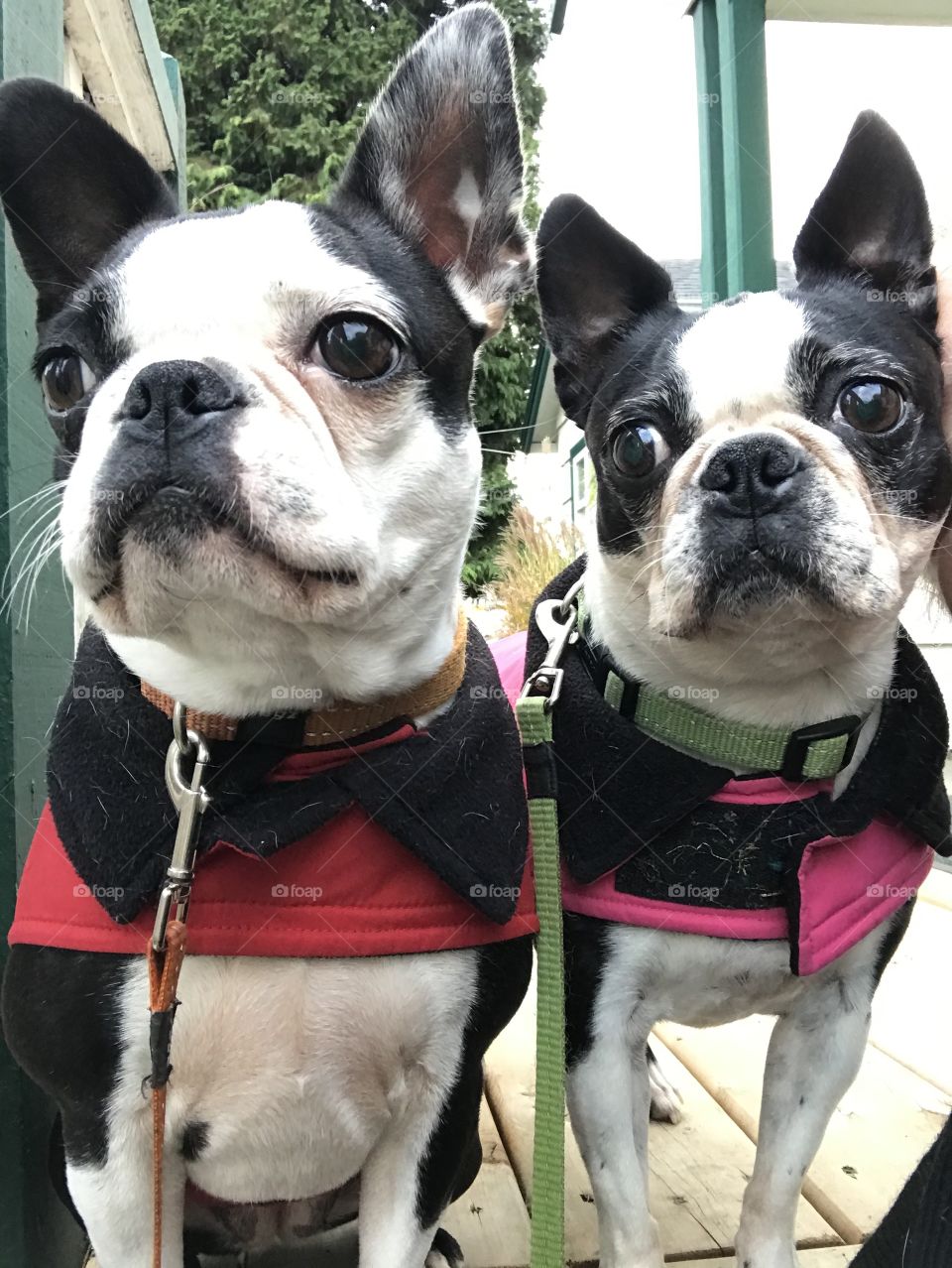 Selfie time! I took a selfie with my Boston Terriers while we were waiting in the Dentists garden for my daughters. Caught the moment they saw 3 black bunnies playing in the yard. The look says everything! No bunnies were harmed!