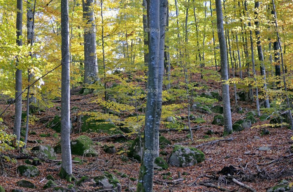 In to the woods in fall II