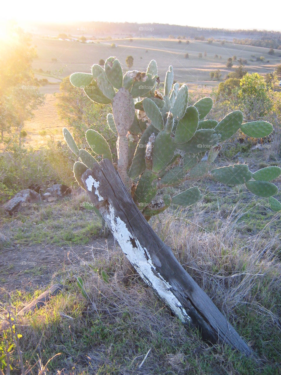 Queensland Australia country scene, an old fence and cactus