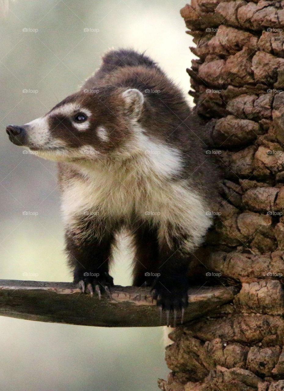 Coatimundi on Palm Tree Branch
