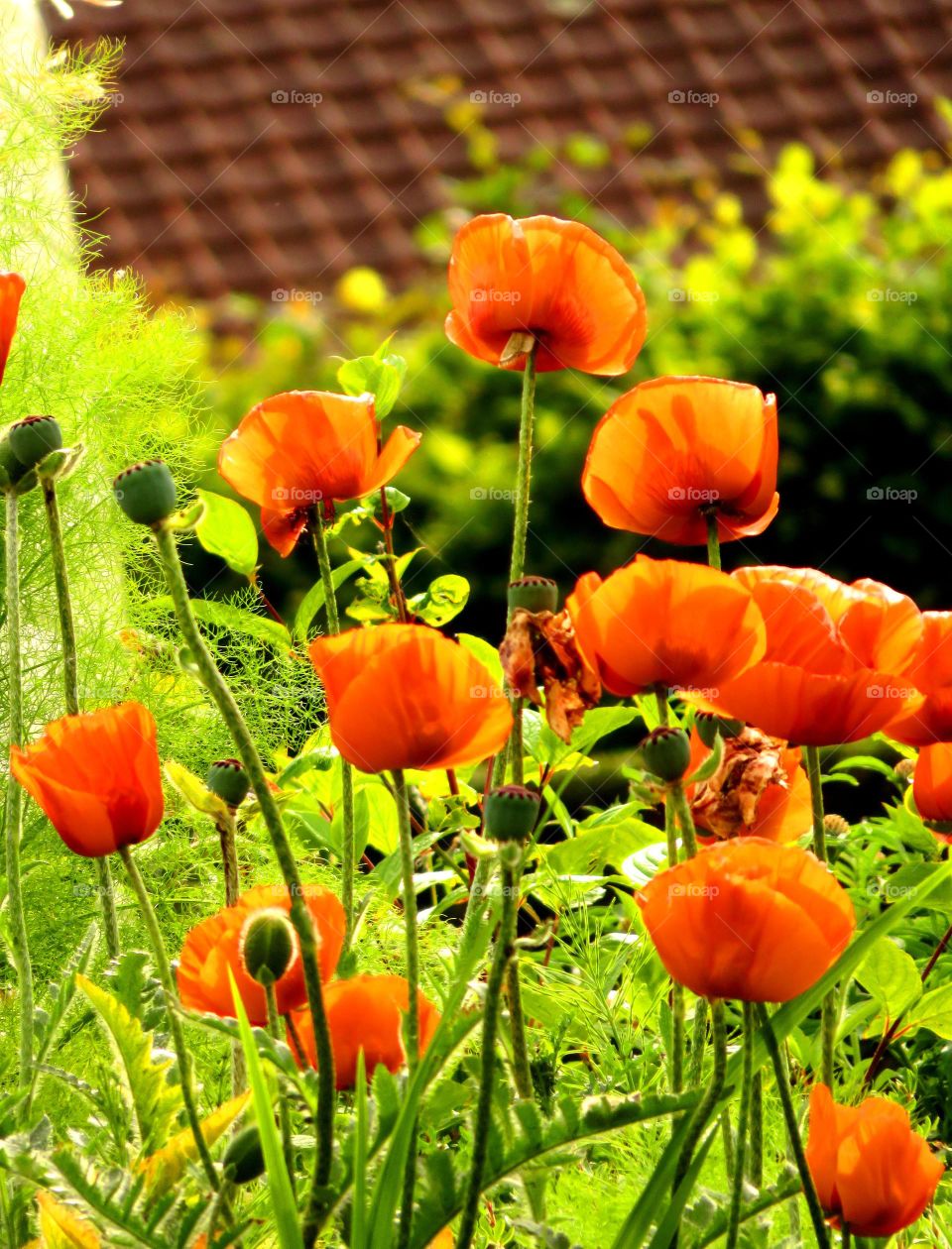 poppies