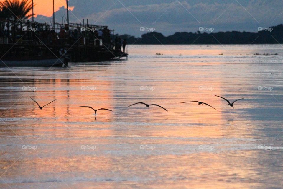 Aves al atardecer