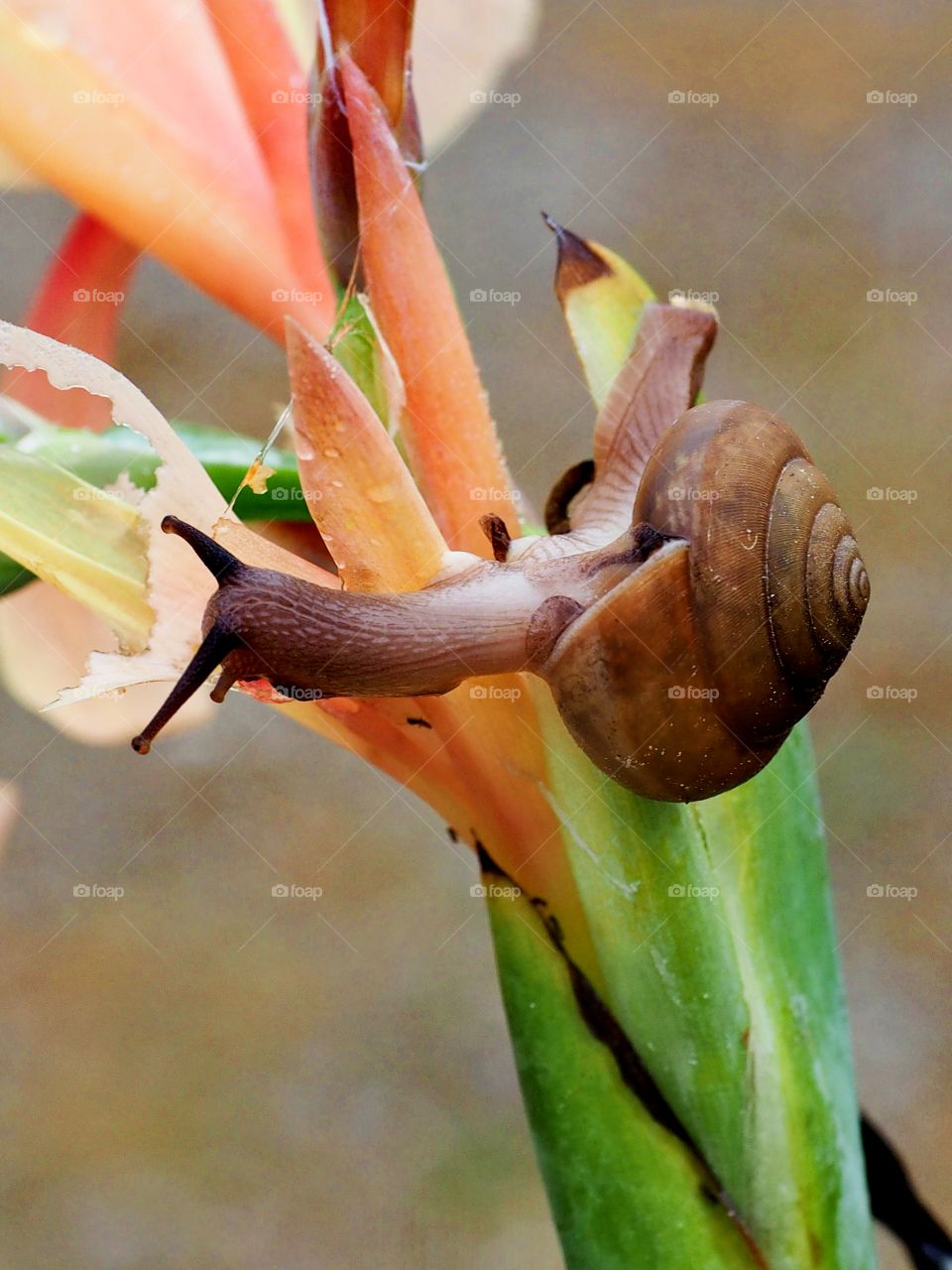 snailflora2