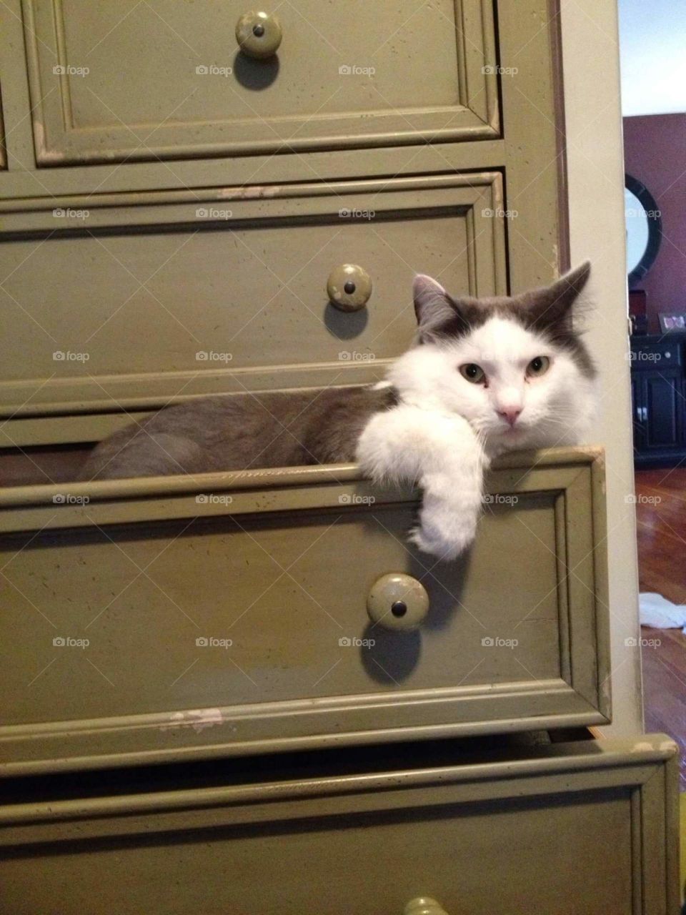 Not a cat in a hat, but a cat in a drawer. .