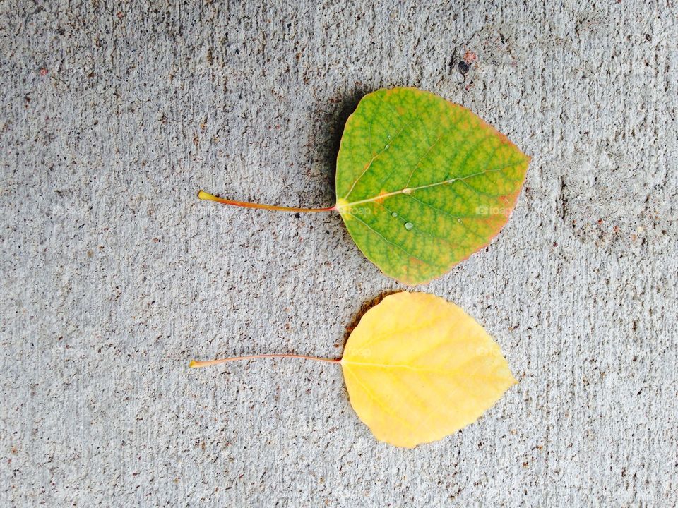 Two leaves. Two autumn leaves