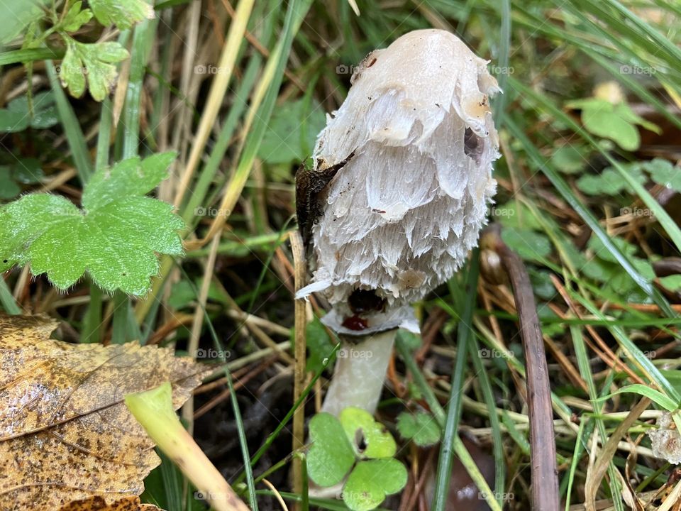 Funny shaped mushroom 