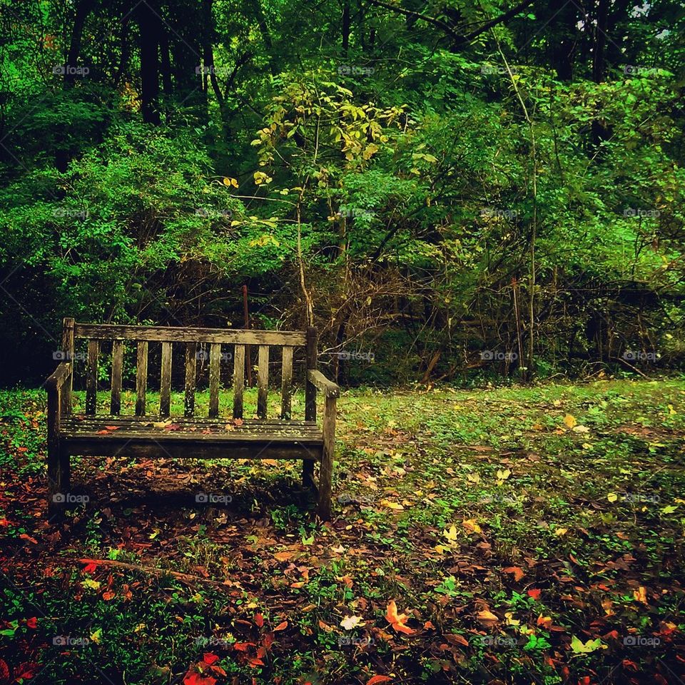 Autumn Bench 