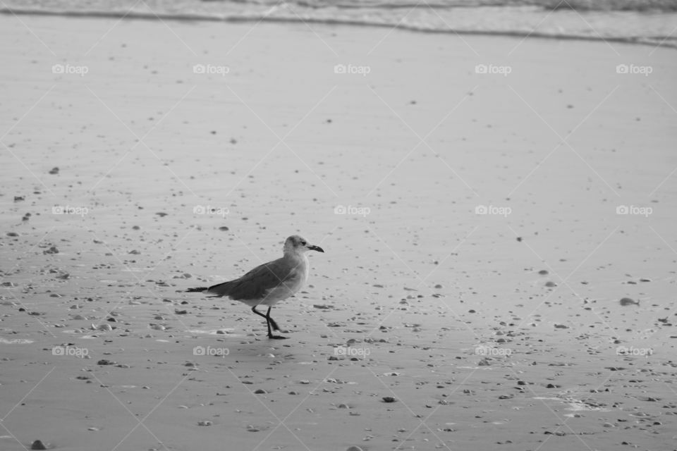 Seagull on beach