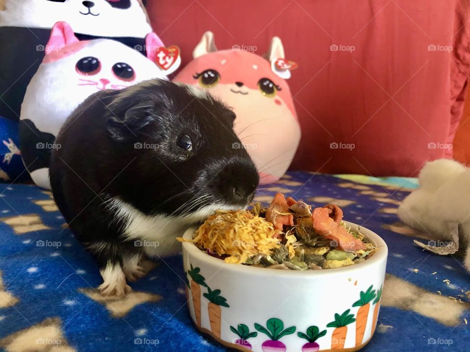 Lovable Guinea pig Timmy 