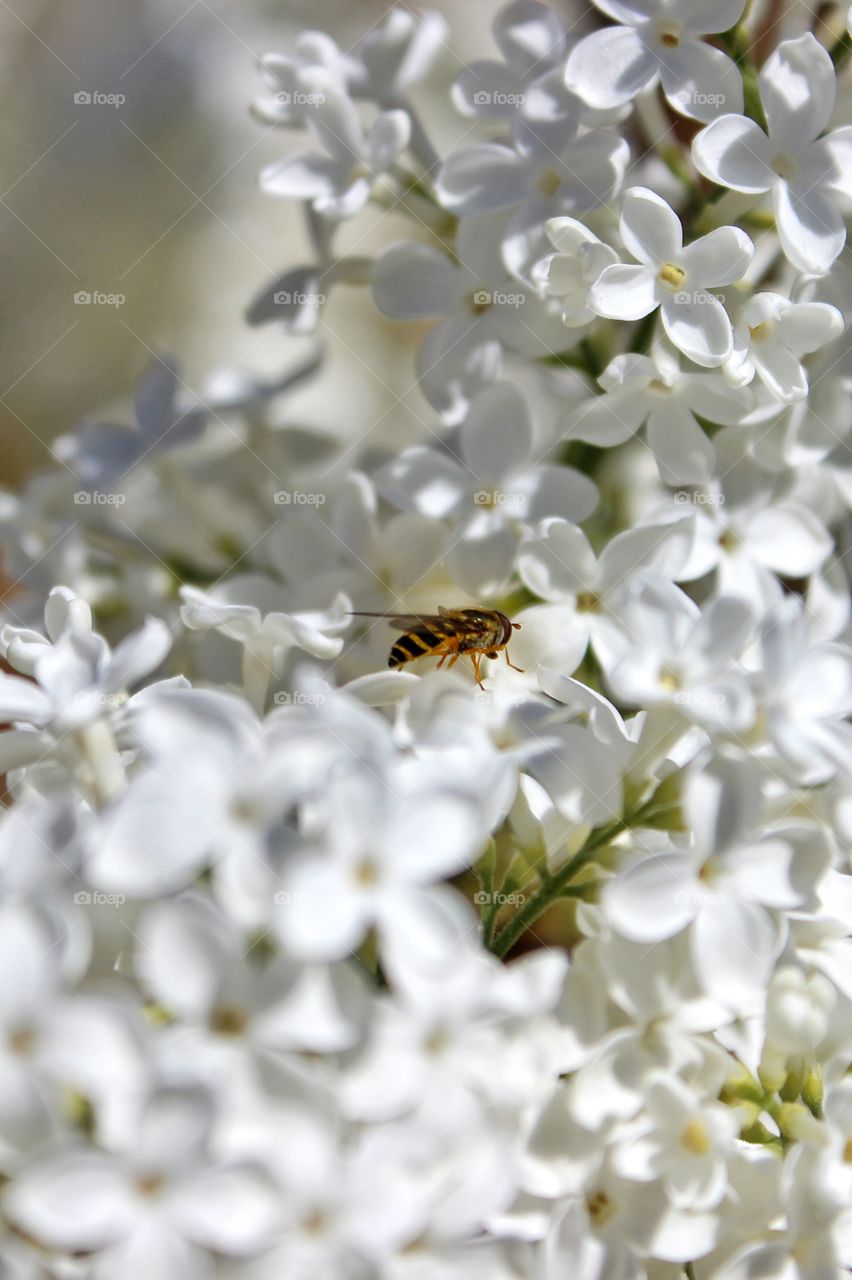 closeup of bee on white lilac bloom