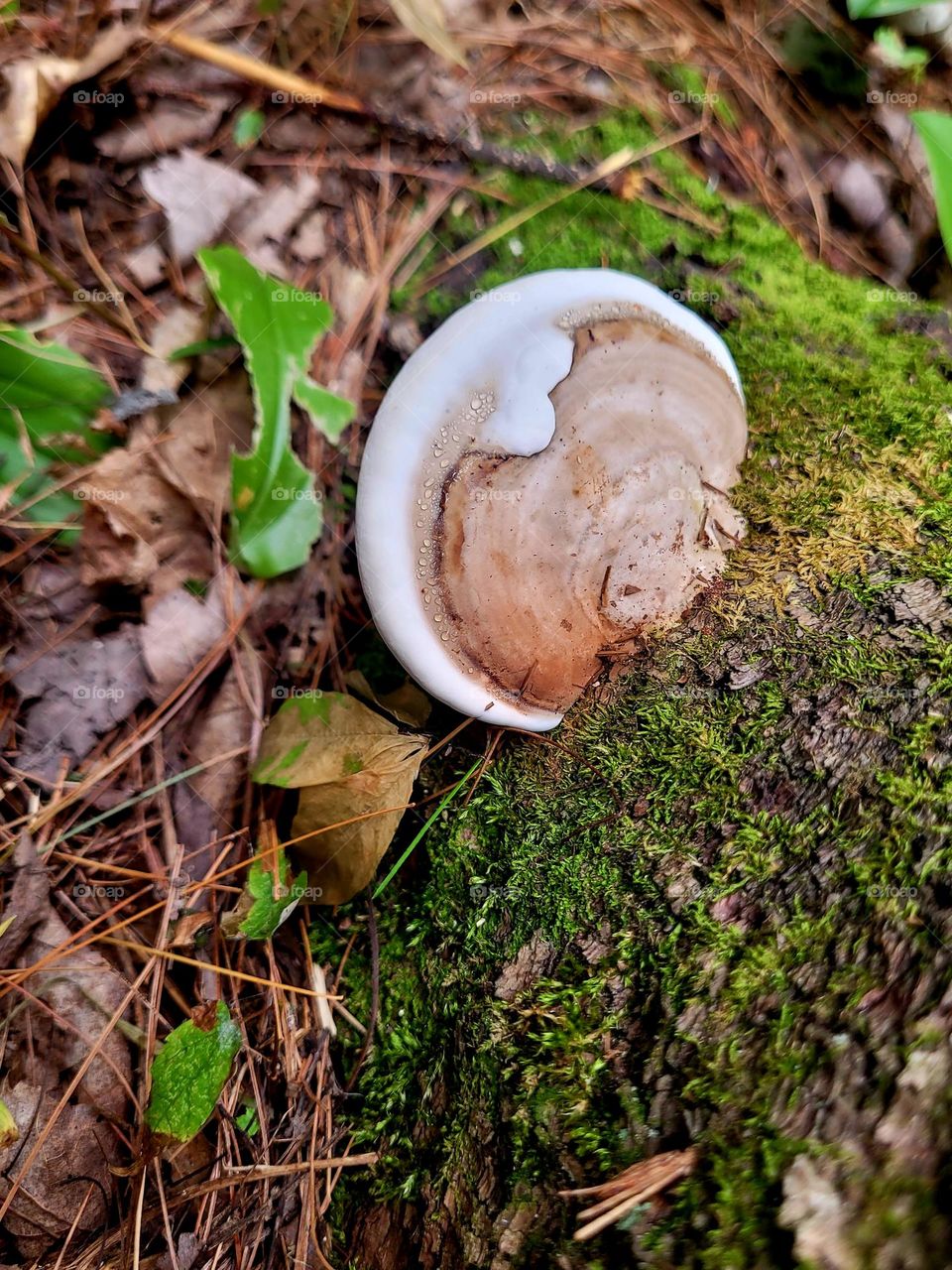 Magical Mushroom While Hiking
