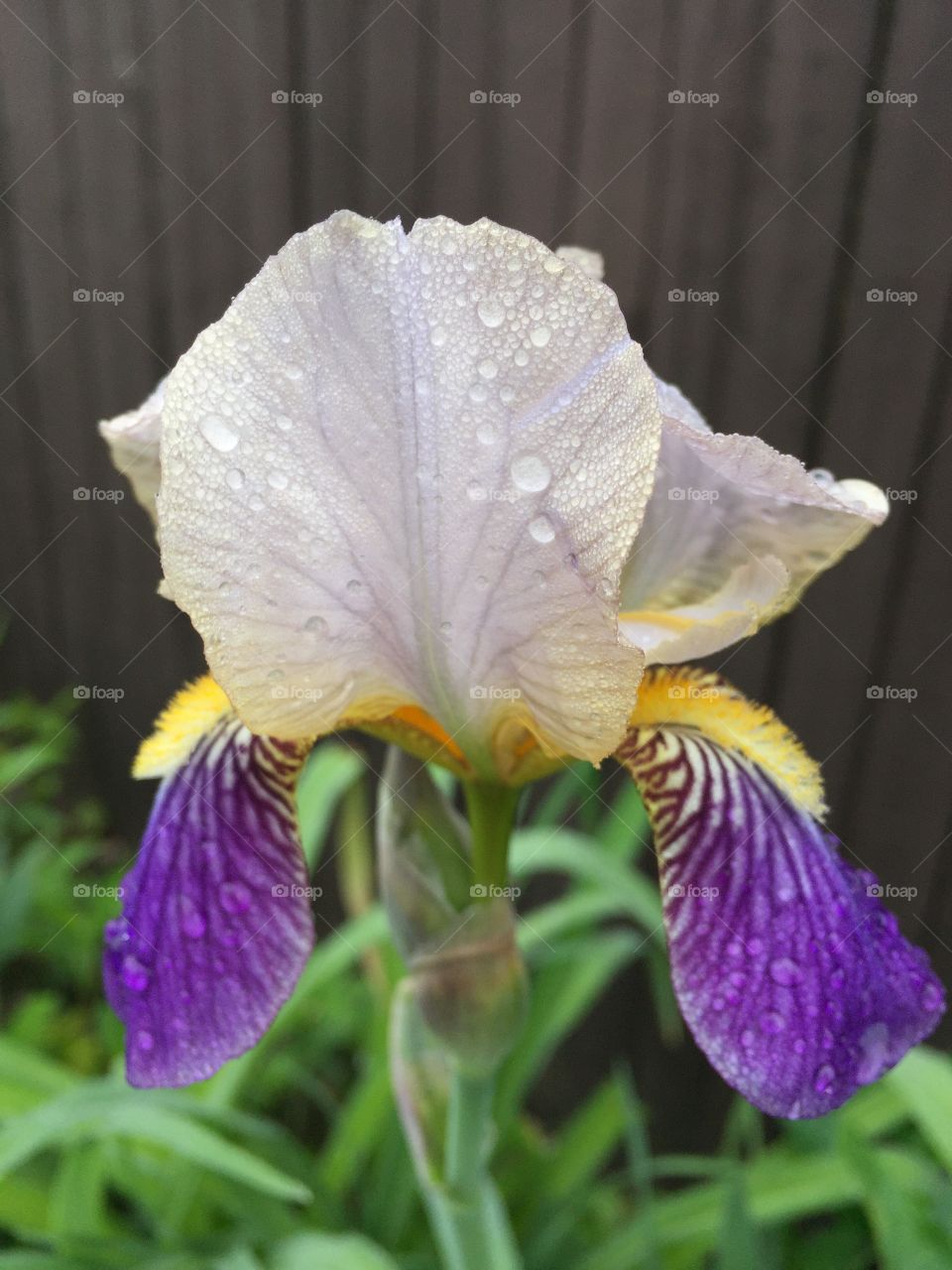 Iris flower after the rain