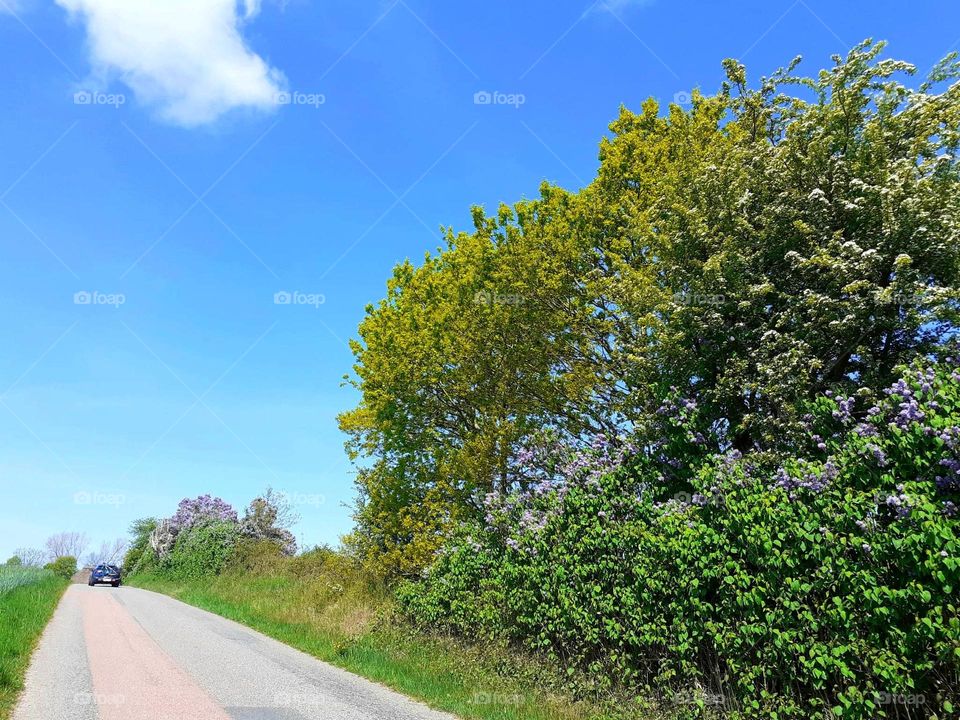 Svanninge hills Funen