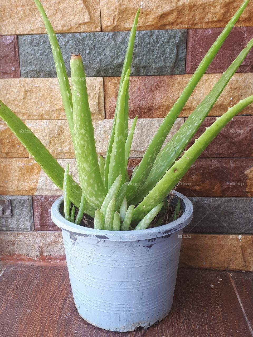 Close up of Aloe Vera in pot