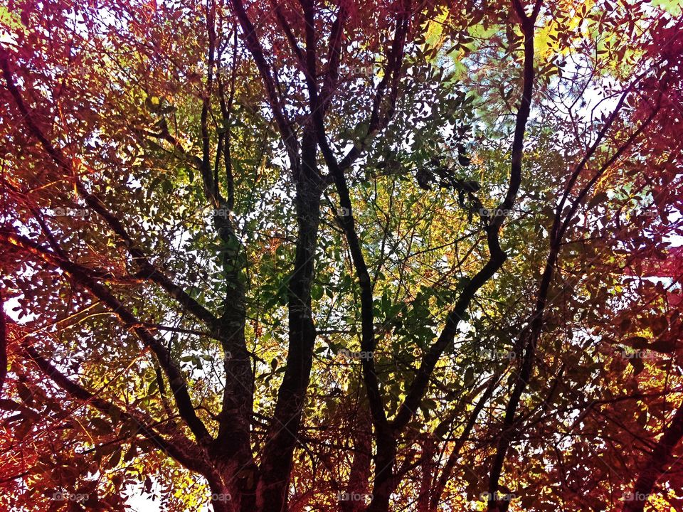 Towering tree. Looking up into the towering tree.
