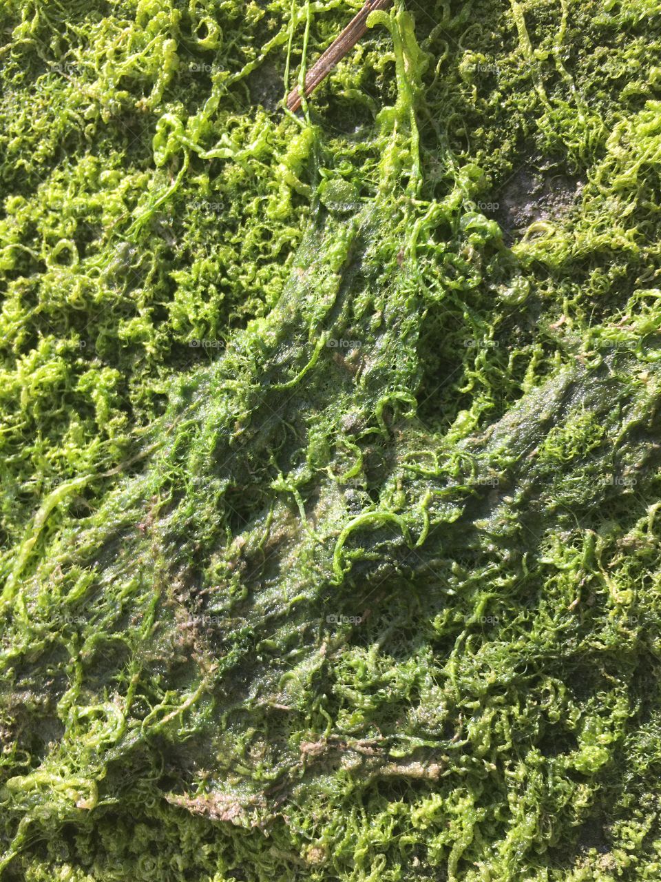 Green Moss on the wall in a lock