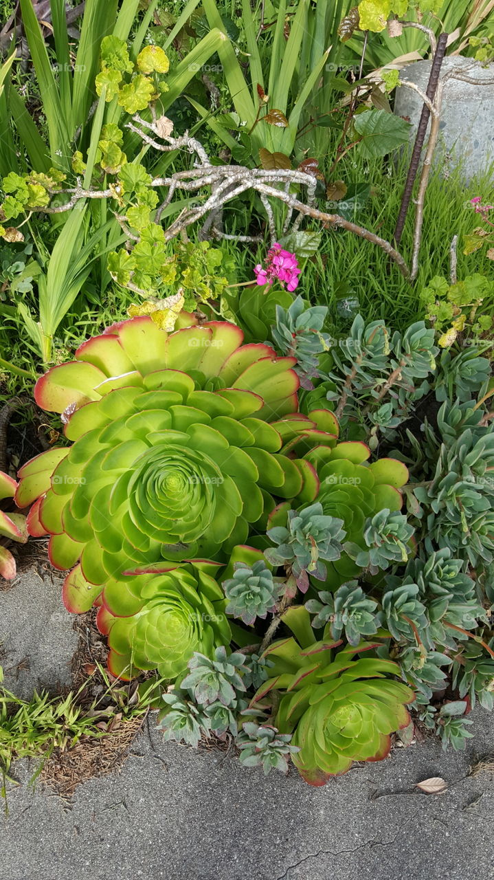 Front yard beautification