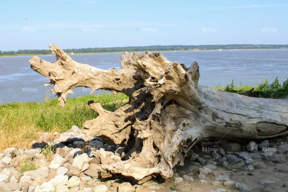 Old Tree Remains