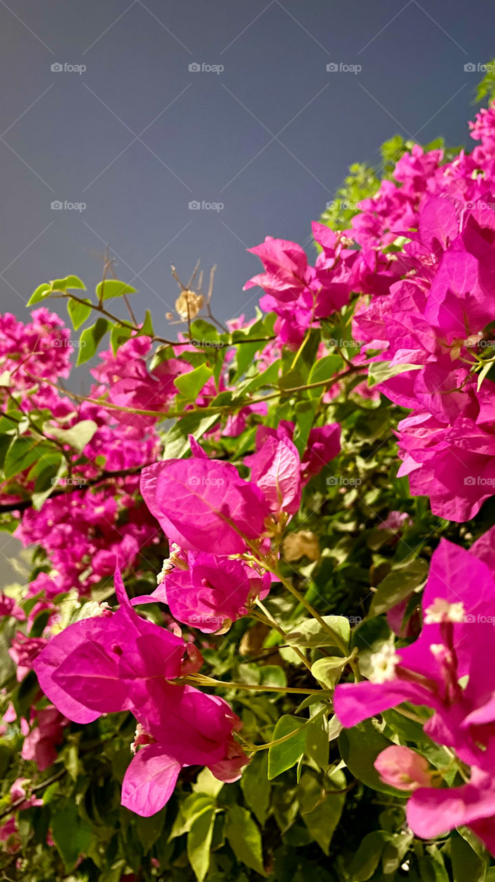 Bougainvilleas 