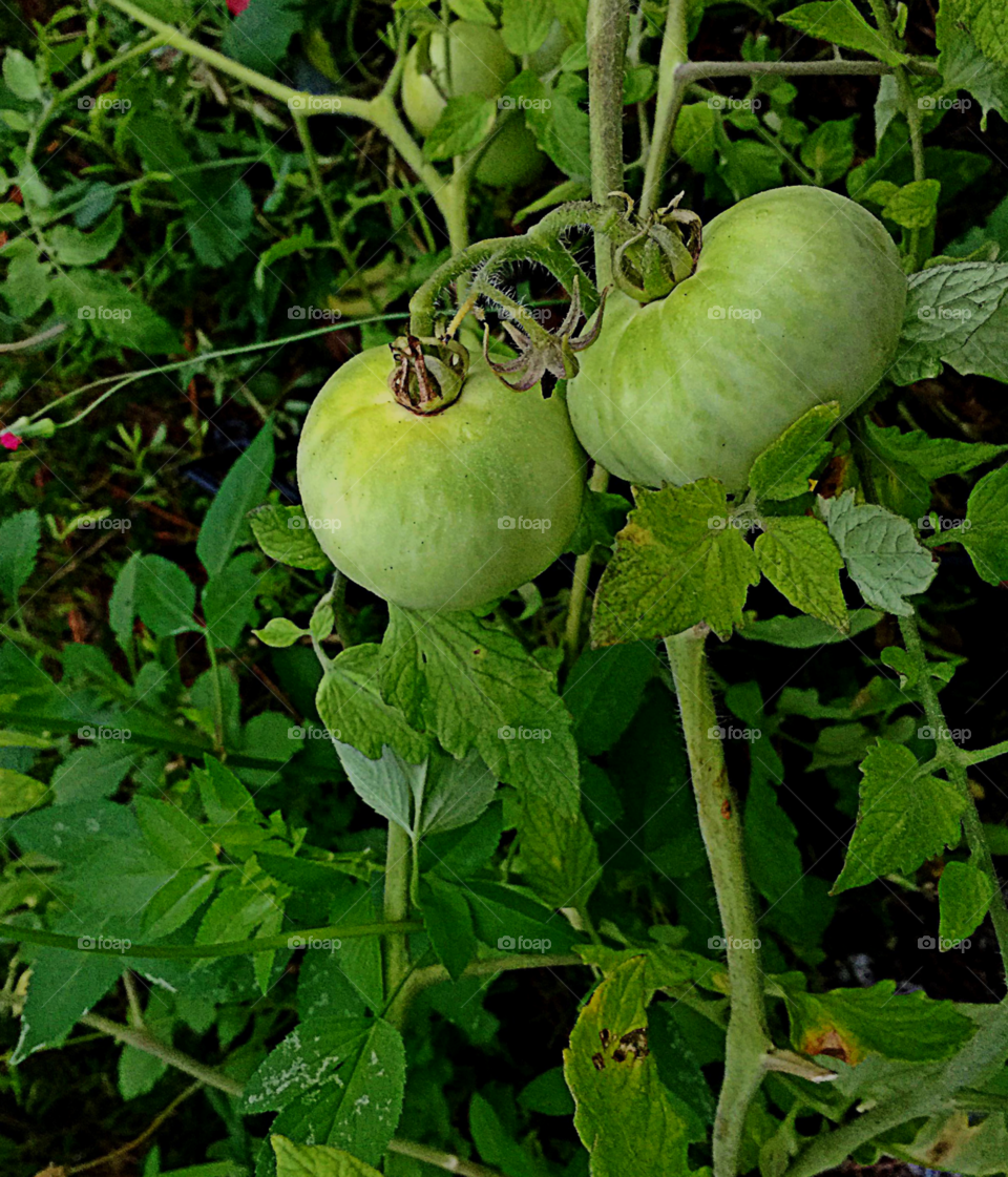 Tomatoes on the vine.