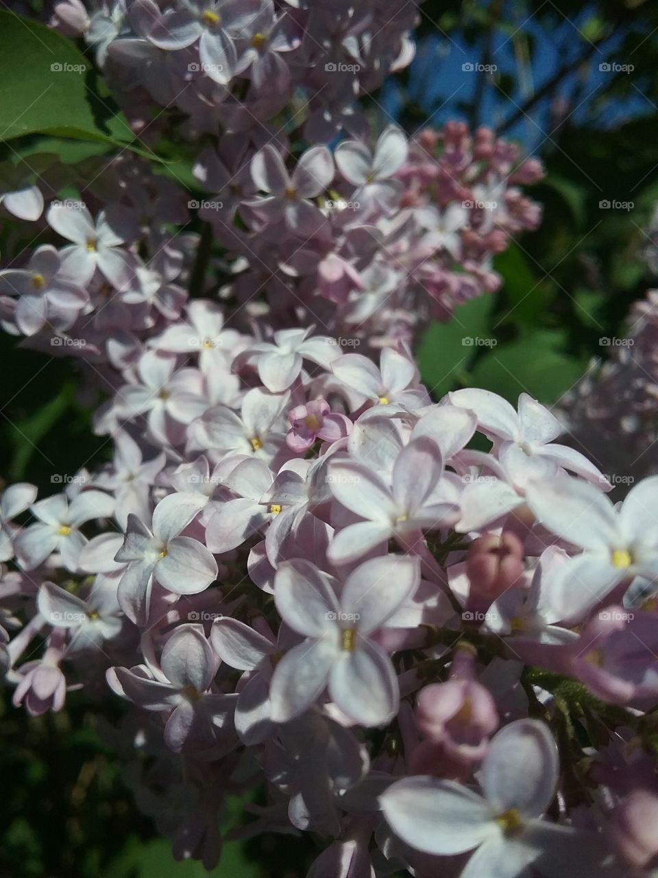 Close up of lilacs