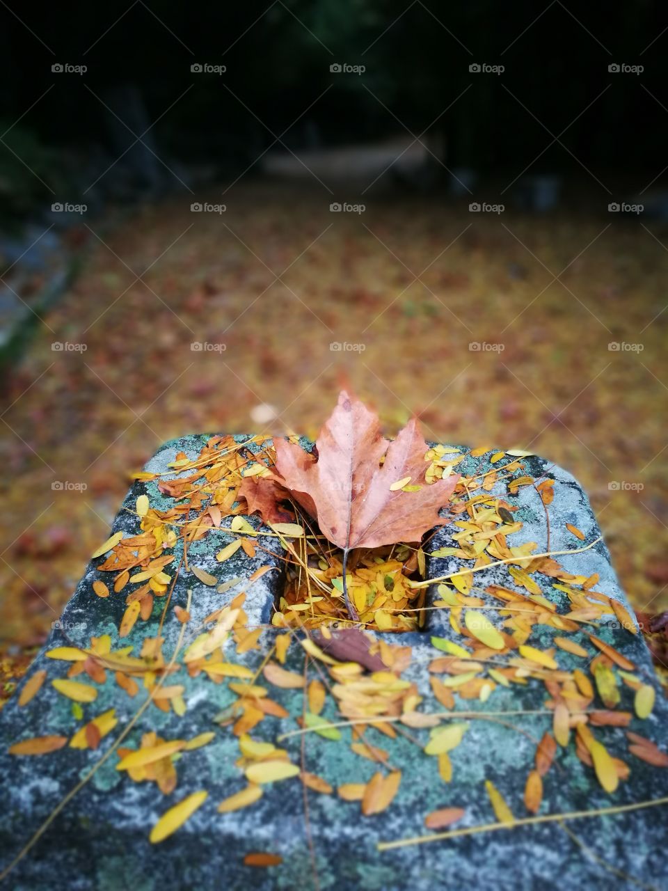 Close-up of autumn leafs