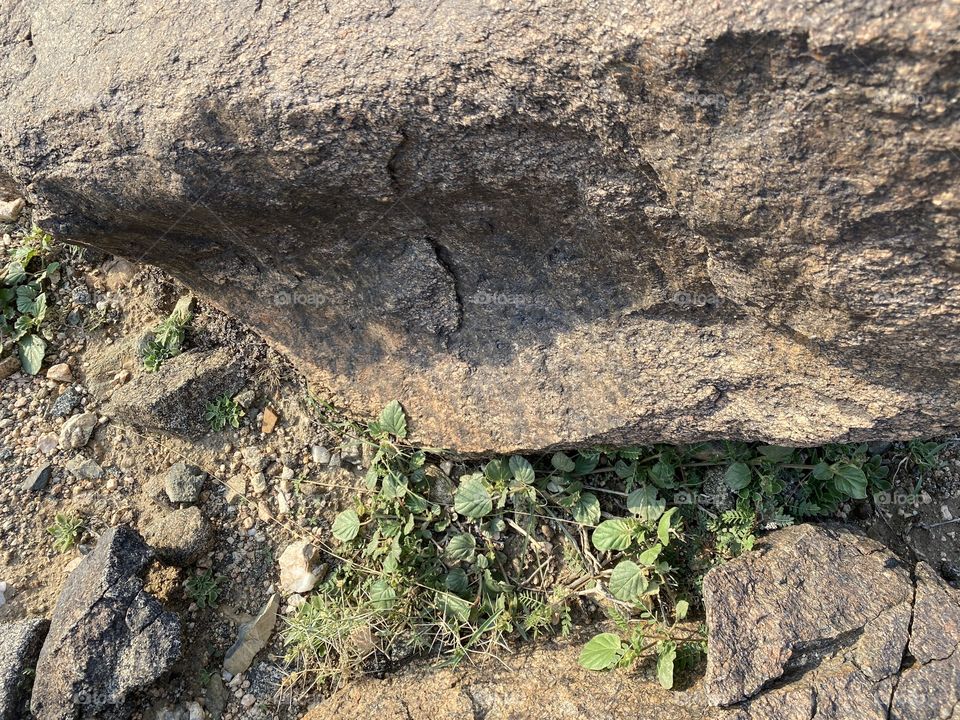 in the beloved land of taif 