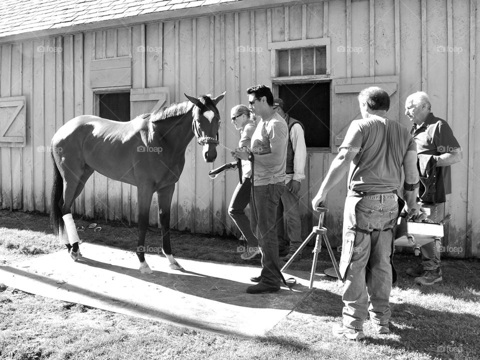 Positively Royal. Positively Royal, a 2yr- old filly, getting new horse shoes put on for opening day at Saratoga.
Zazzle.com/Fleetphoto