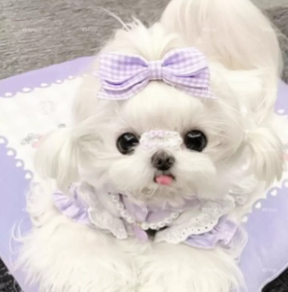 🐕