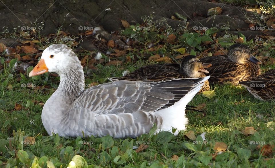 Goose and ducks 