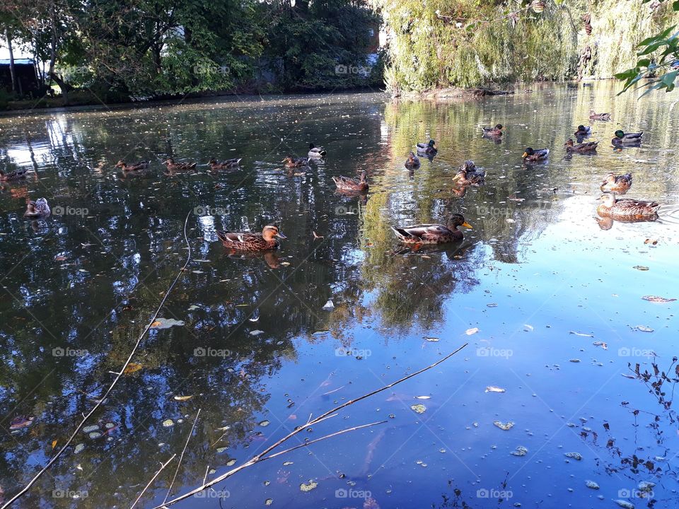 Wild ducks on the lake